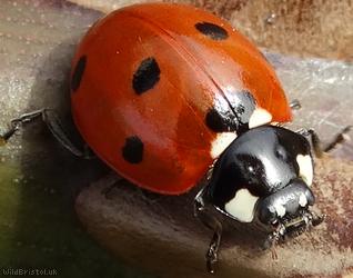 image for 7-spot Ladybird