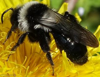 image for Ashy Mining Bee