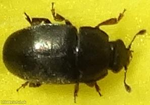 Common Pollen Beetle