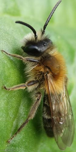 image for Tawny Mining Bee