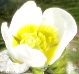 image for Thread-leaved Water-crowfoot