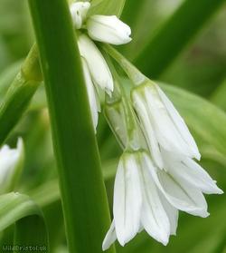 Three-cornered Leek