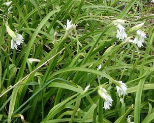 Three-cornered Leek