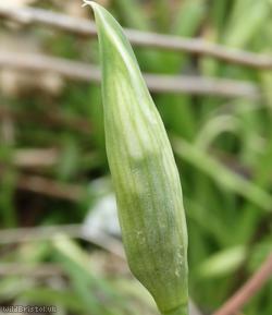 Three-cornered Leek