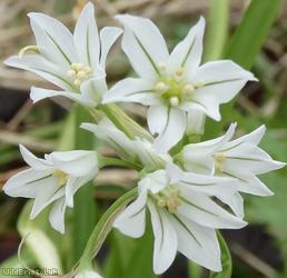 Three-cornered Leek