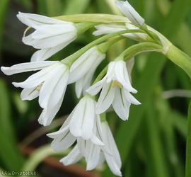 image for Three-cornered Leek