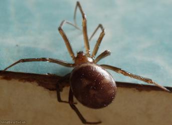 Cupboard Spider