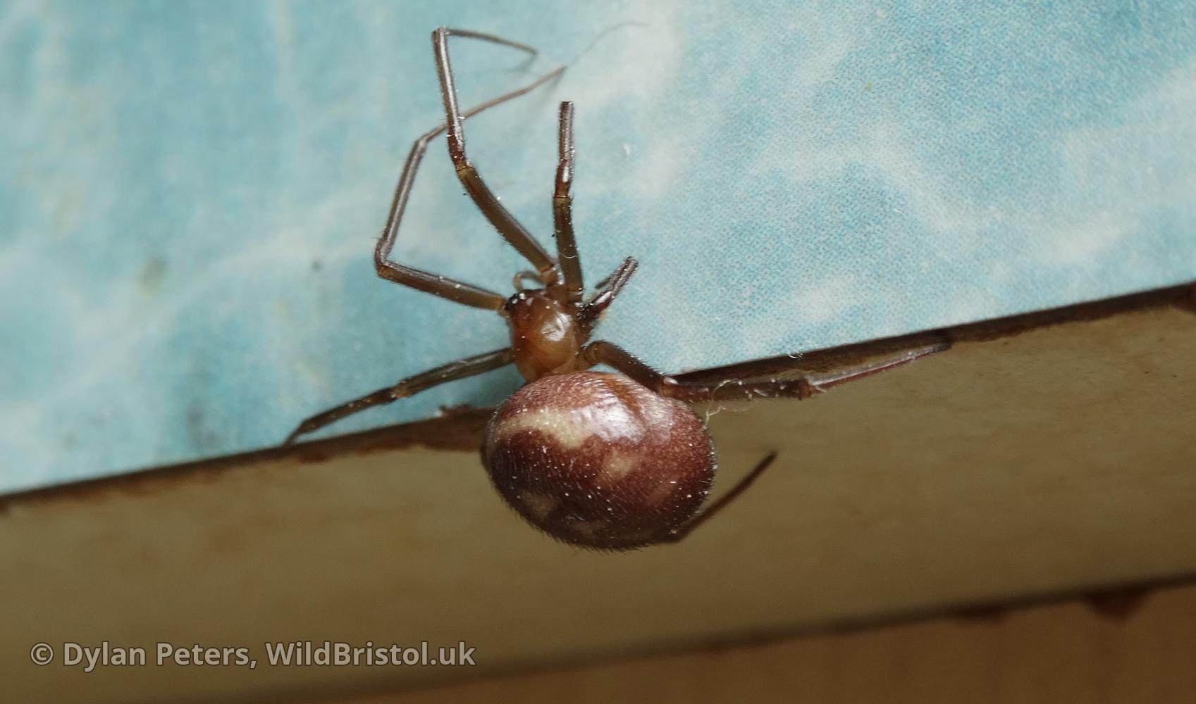 Cupboard Spider (Steatoda grossa) Species WildBristol.uk