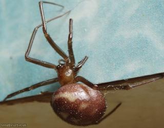 Cupboard Spider