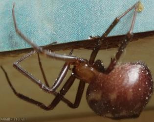 Cupboard Spider