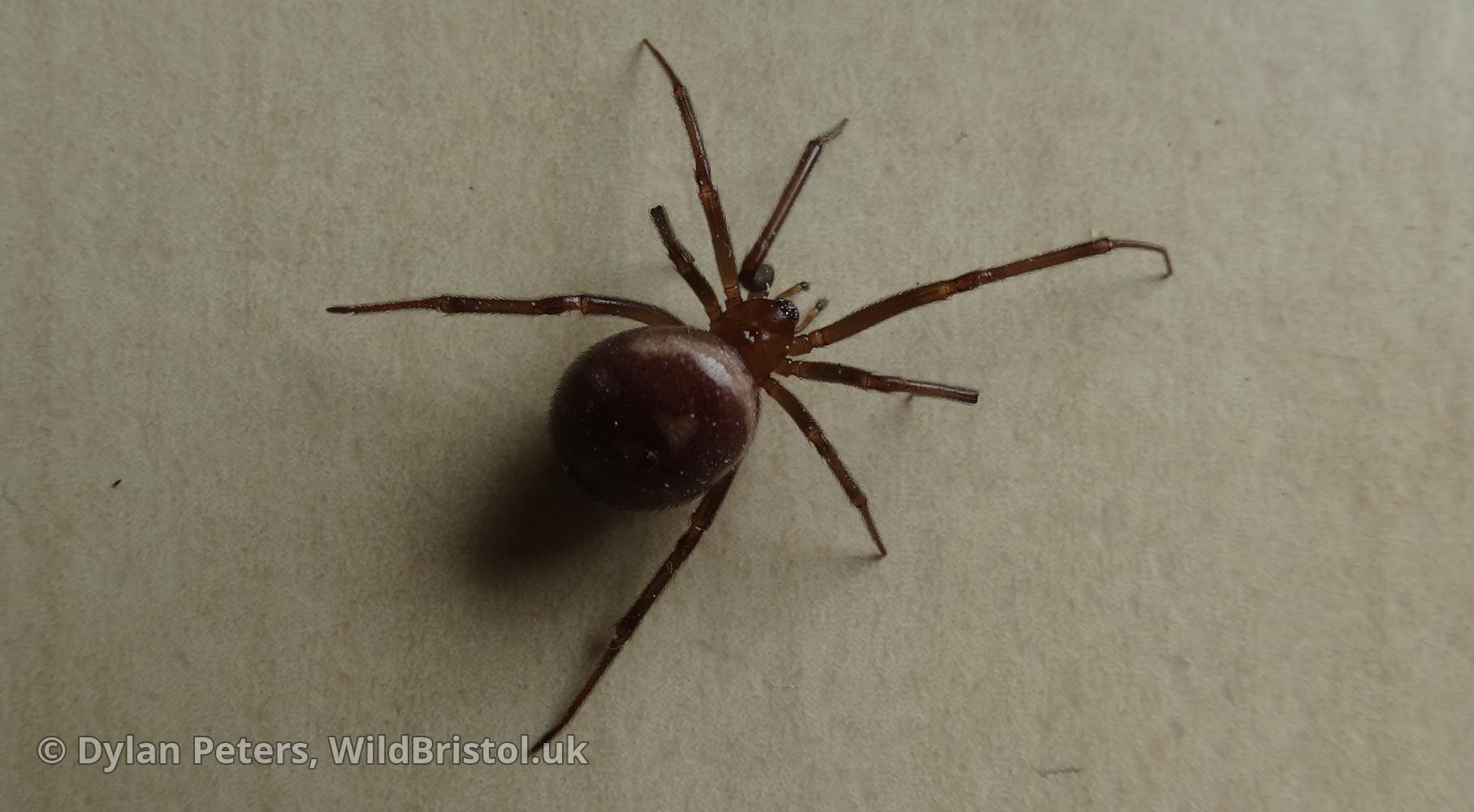 Cupboard Spider (Steatoda grossa) Species WildBristol.uk