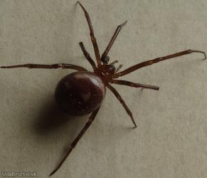 Cupboard Spider