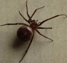 Cupboard Spider