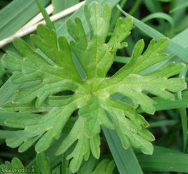 image for Cut-leaved Cranesbill