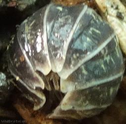 Pill Woodlouse