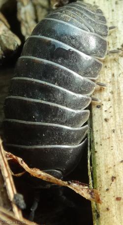 Pill Woodlouse