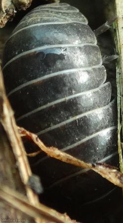 Pill Woodlouse