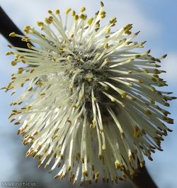image for Grey Willow