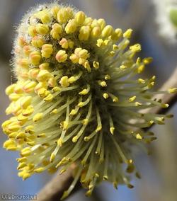 Grey Willow