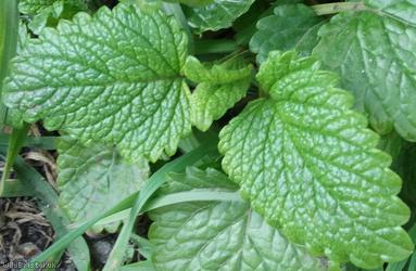 Lemon Balm