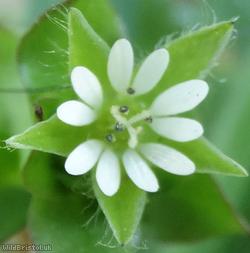 Common Chickweed