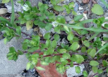 Common Chickweed