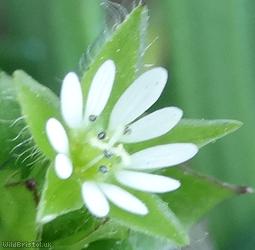 Common Chickweed