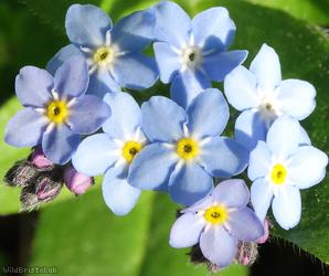 image for Wood Forget-me-not