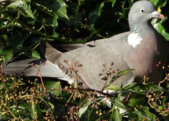 image for Wood Pigeon