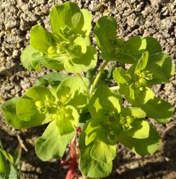 Sun Spurge