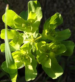 image for Sun Spurge