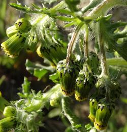 Common Groundsel