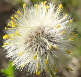 Common Groundsel