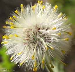 Common Groundsel