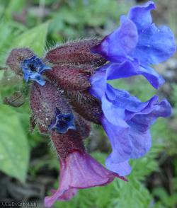 image for Lungwort