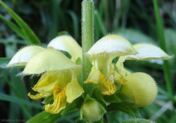 Variegated Yellow Archangel