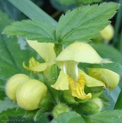Variegated Yellow Archangel