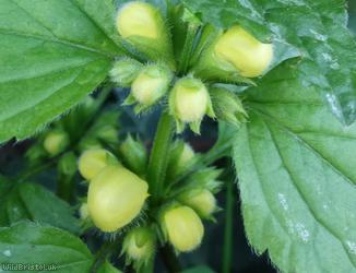 Variegated Yellow Archangel