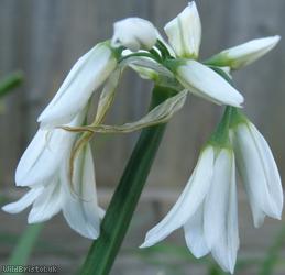 Three-cornered Leek