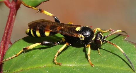 image for Tiger Ichneumon Wasp