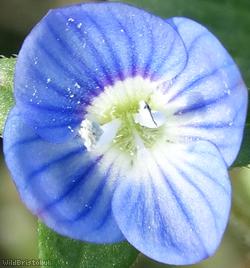 Grey Field-speedwell