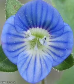 Grey Field-speedwell