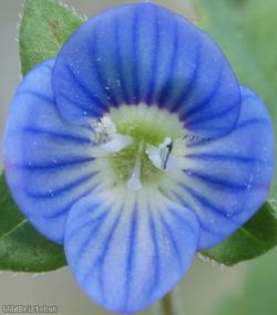 Grey Field-speedwell