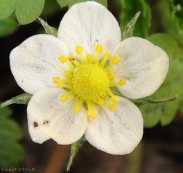 Wild Strawberry