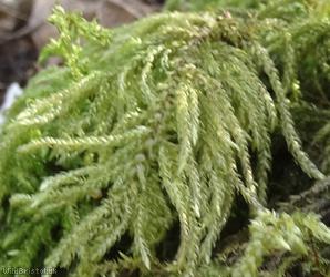 Fox-tail Feather-moss