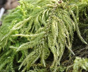 Fox-tail Feather-moss