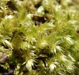 River Feather-moss