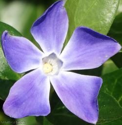 image for Greater Periwinkle