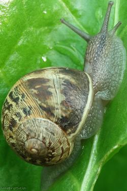 image for Garden Snail