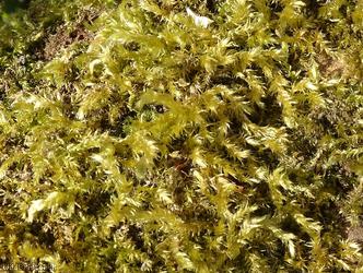 River Feather-moss
